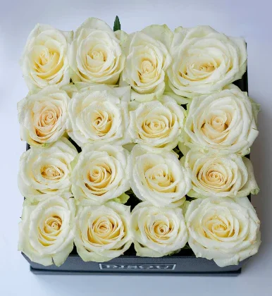 16 roses